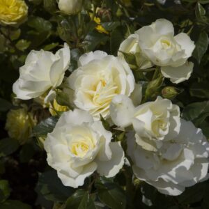 Beetrose 'White Meilove'®